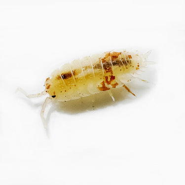 Porcellio Scaber